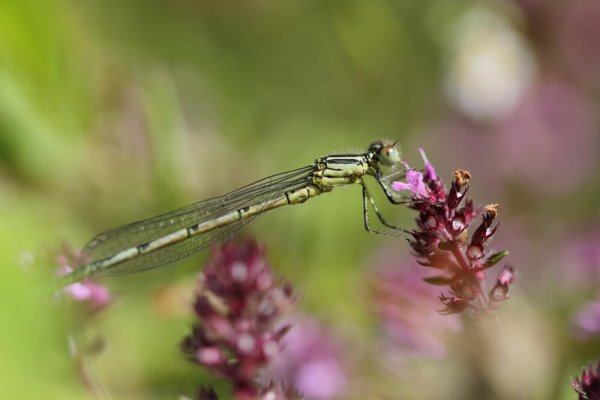 Agrion de Vander Linden