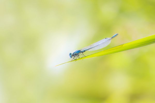 Agrion porte-coupe