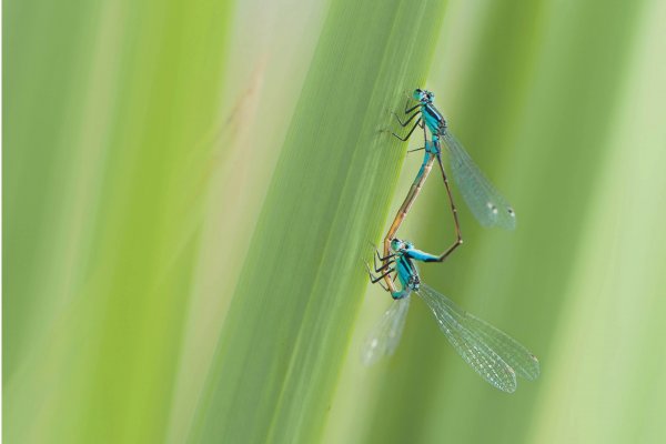 Agrion élégant