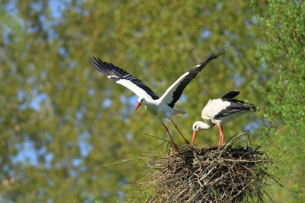 Cigogne blanche