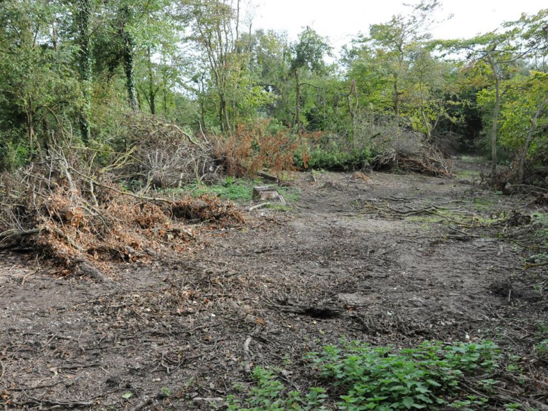 Coupe sanitaire de 745 frênes au bois d’Haringzelles.