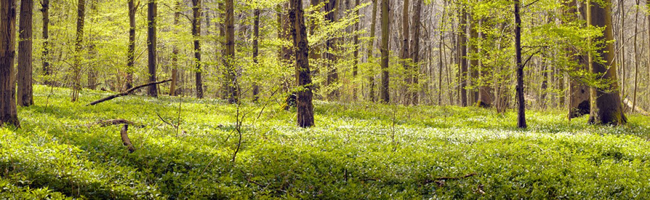 Bois de Maroeuil
