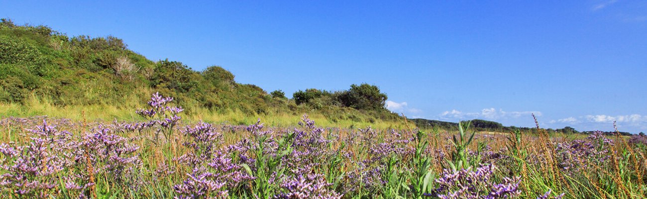 Réserve Naturelle Nationale de Baie de Canche