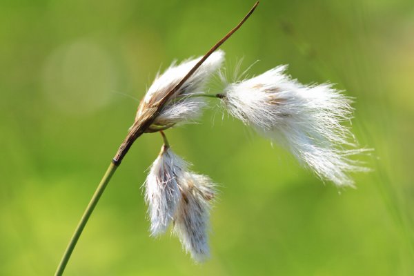 Linaigrette à feuille étroite