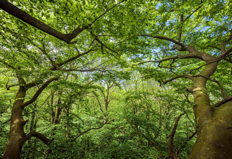 Bois de l’émolière Bois de l'émolière