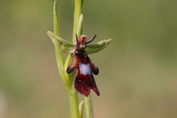 Ophrys mouche
