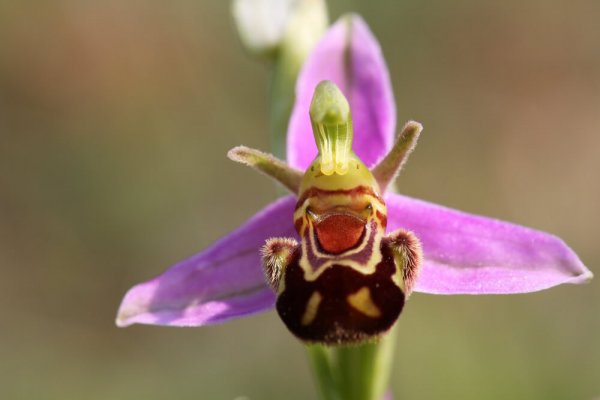 Ophrys abeille