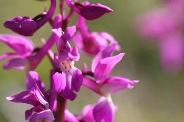Orchis mâle