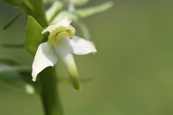Platanthère à fleurs vertes