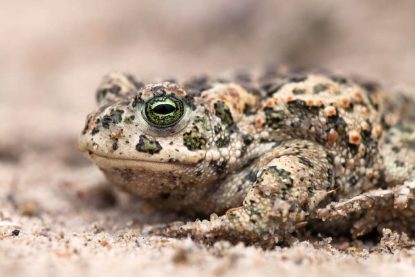 Crapaud calamite