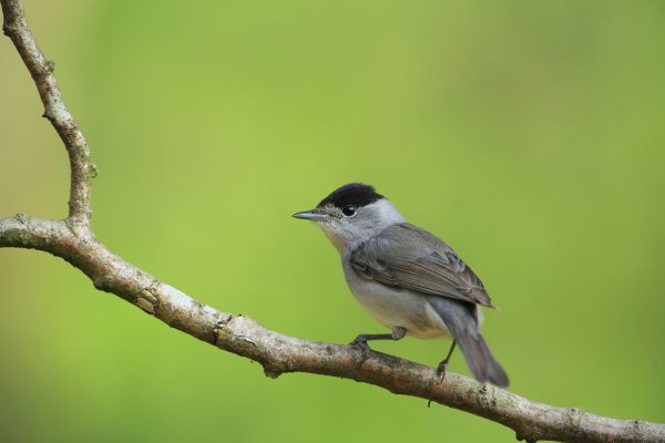 Fauvette à tête noire