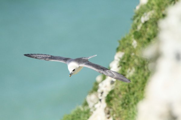 Fulmar boréal