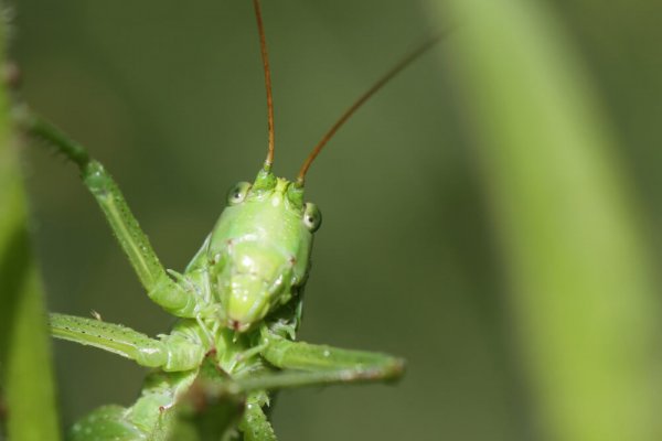 Grande sauterelle verte