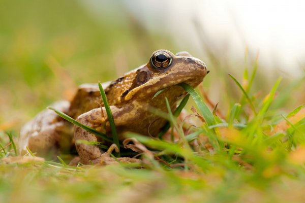 Grenouille rousse