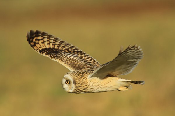 Hibou des marais