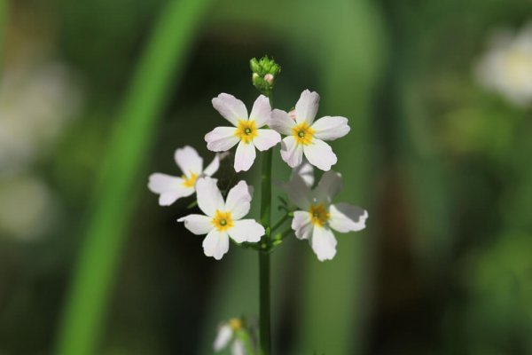 Hottonie des marais