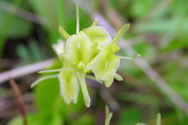 liparis de loesel