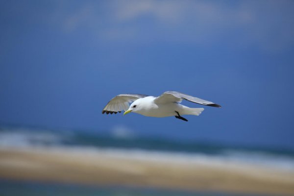 Mouette tridactyle