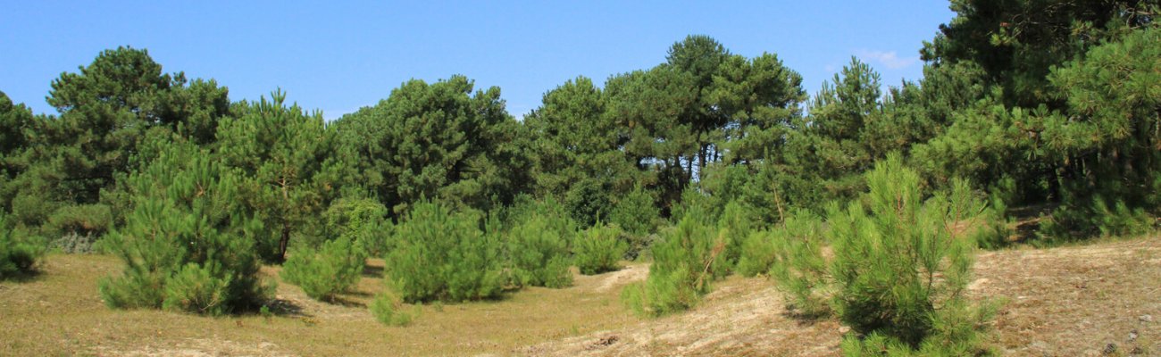 Dunes du Mont Saint-Frieux