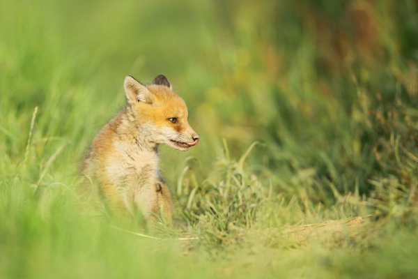 Renard roux