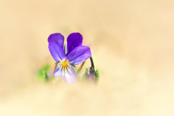 Violette de curtis